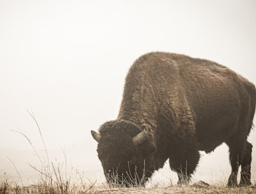 Bison Hide